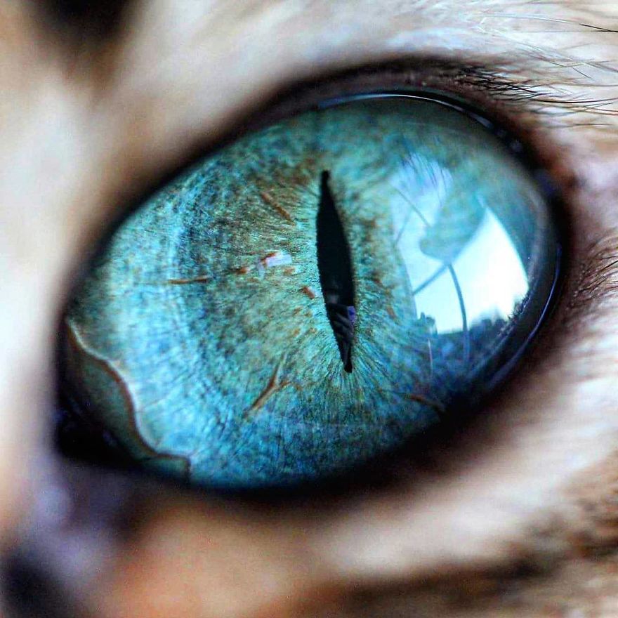 Fascinating Photographs Of Cats Eyes By Tina Engstr