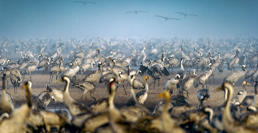 Photographing The Cranes Migration