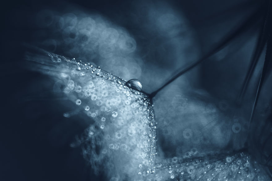  show hidden beauty dandelion macro photographs 