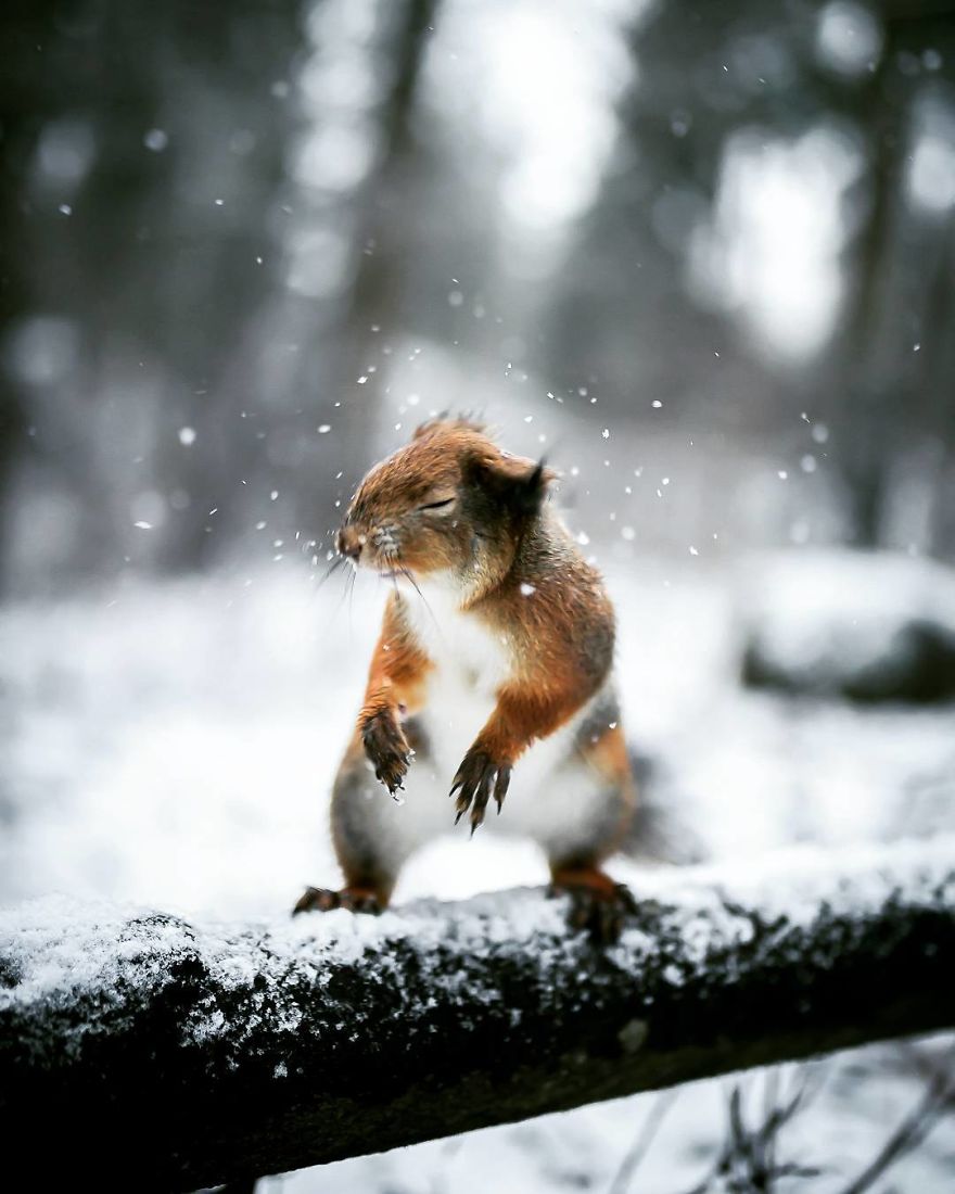  photographer shoots finnish forest animals like they professional 