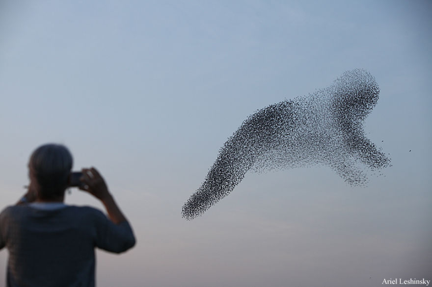  chase starlings capture intricate shapes they make 