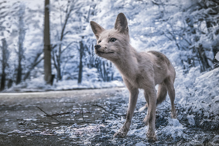 Chernobyl Shot With Infrared Photography Looks More Haunting Than Ever