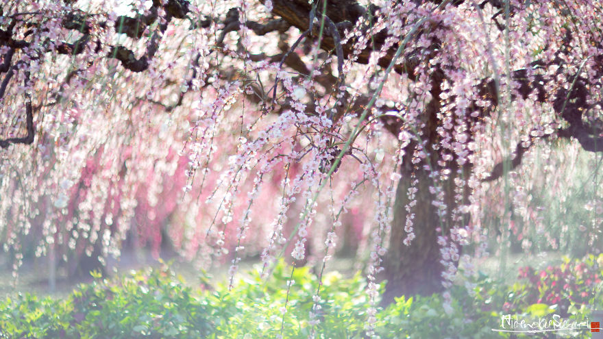  captured plum trees blooming japan 