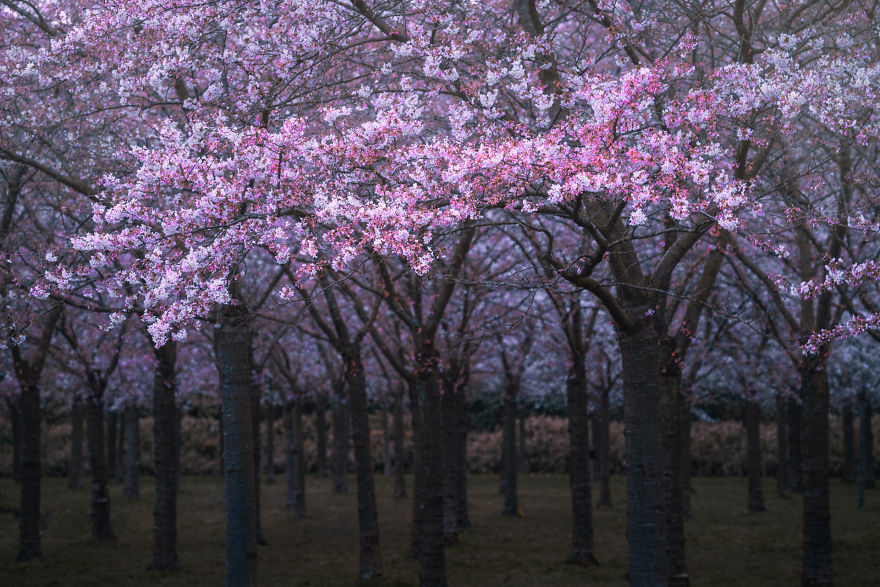 I Photographed The Cherry Blossoms In Amsterdam!