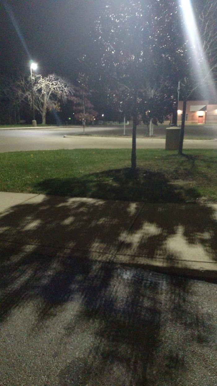 The Shadow Of This Tree Looks Like It Was Poorly Rendered