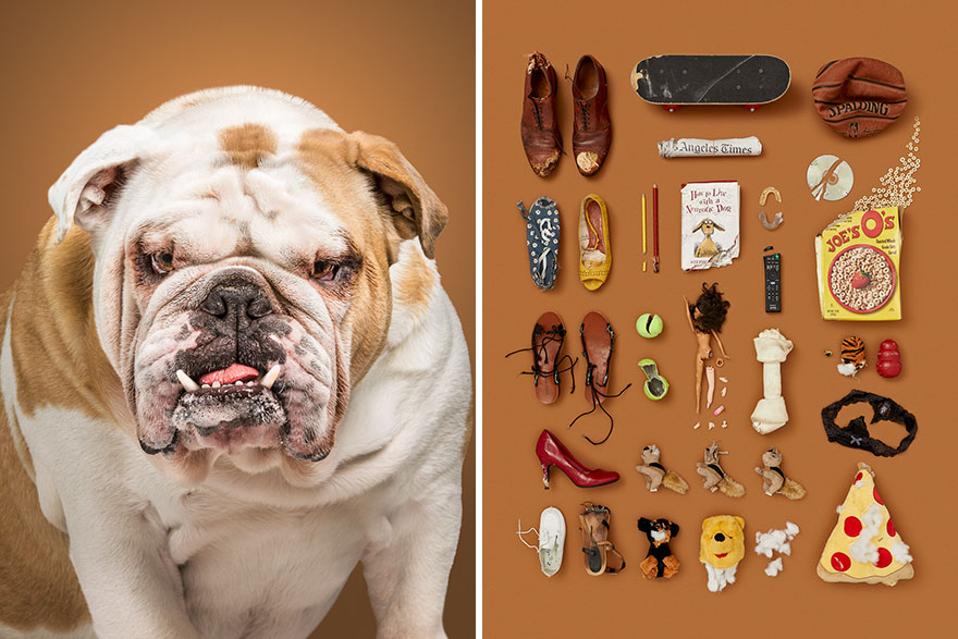 I Photographed 6 Dogs And Their Possessions To Show You The Life They Live