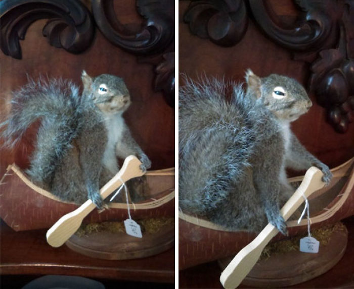 When You’re A Squirrel And Just Want To Store Nuts For The Winter And Provide For Your Family But Then You Die, Get Taxidermied And Somehow Make It Through Australian Customs Only To End Up Rowing A Tiny Boat For All Eternity In A Rural Victorian Op Shop