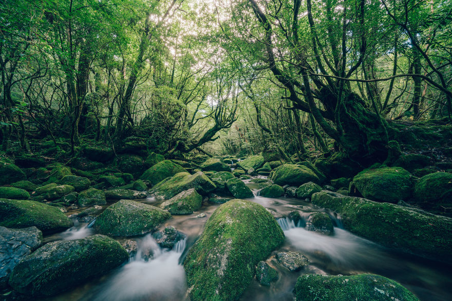  photographed ancient princess mononoke forest 