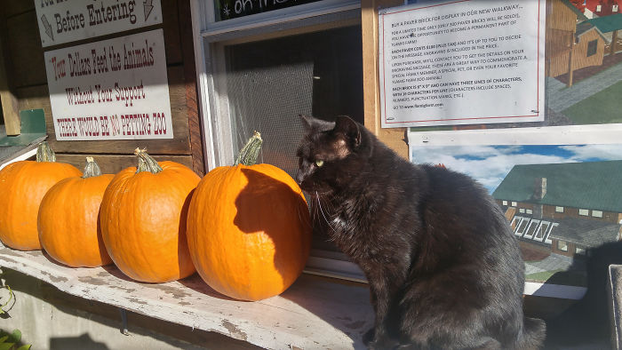 Black Cat's Shadow Profile On A Pumpkin