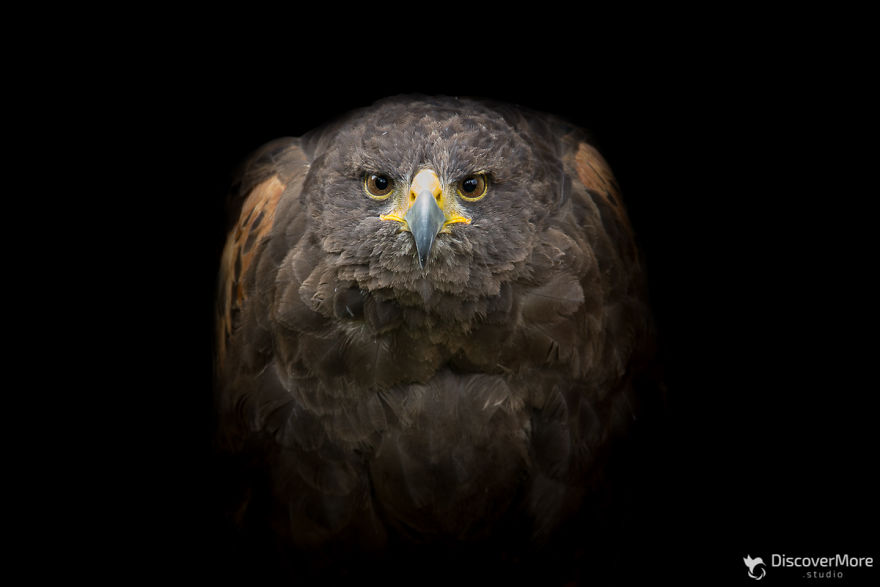  made portraits birds prey eagles falcons owls 