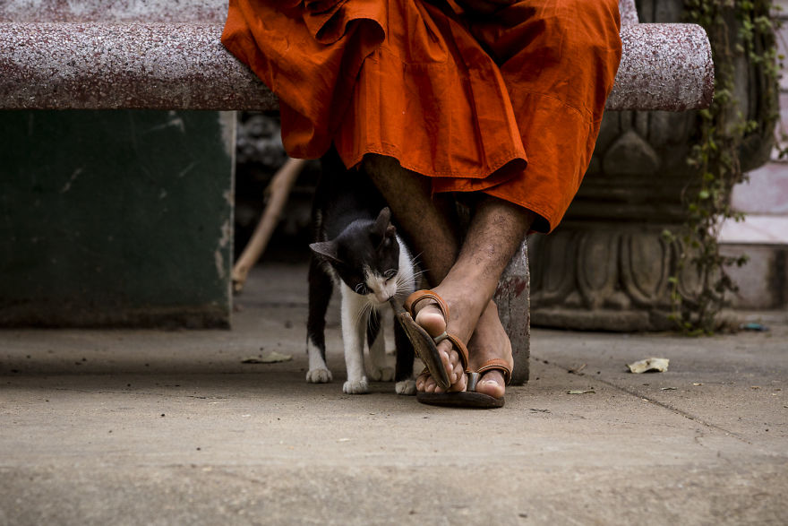 I Travel To Cambodia To Take Pictures Of Cats And Dogs
