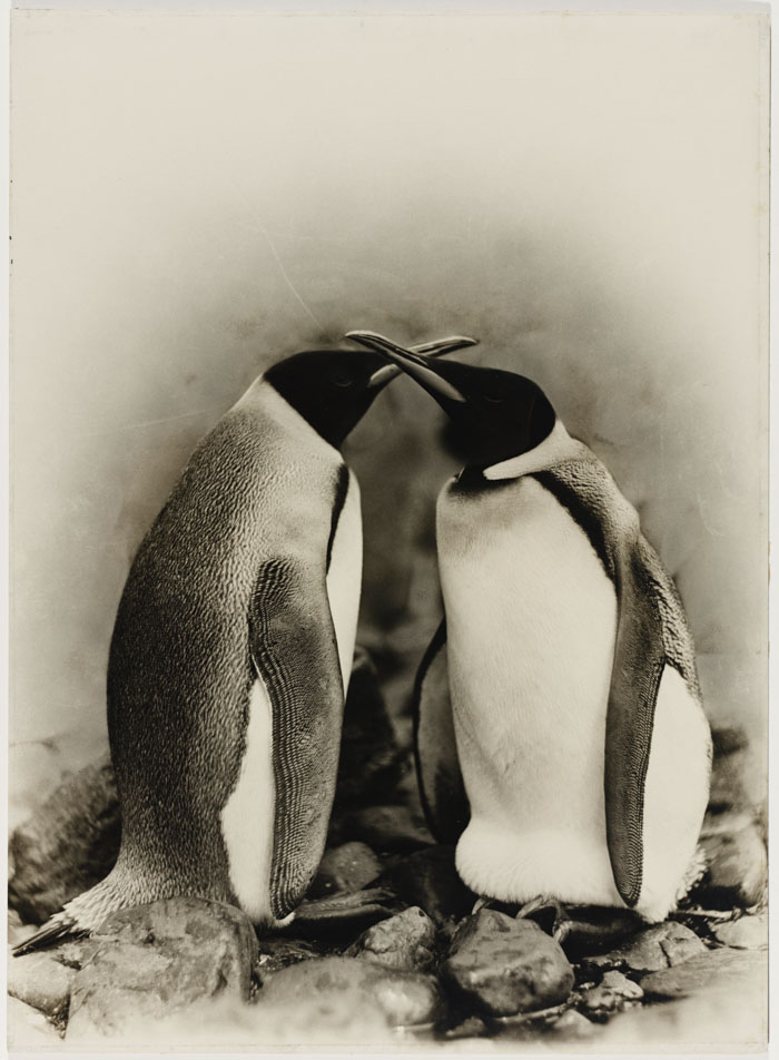 King Penguins, Antarctica