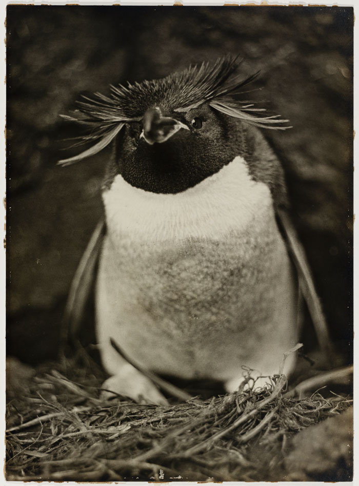 Sclater Penguin