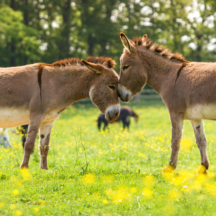 I Work At A Donkey Sanctuary Where I Photograph Their Beauty And Cuteness (30 Pics)