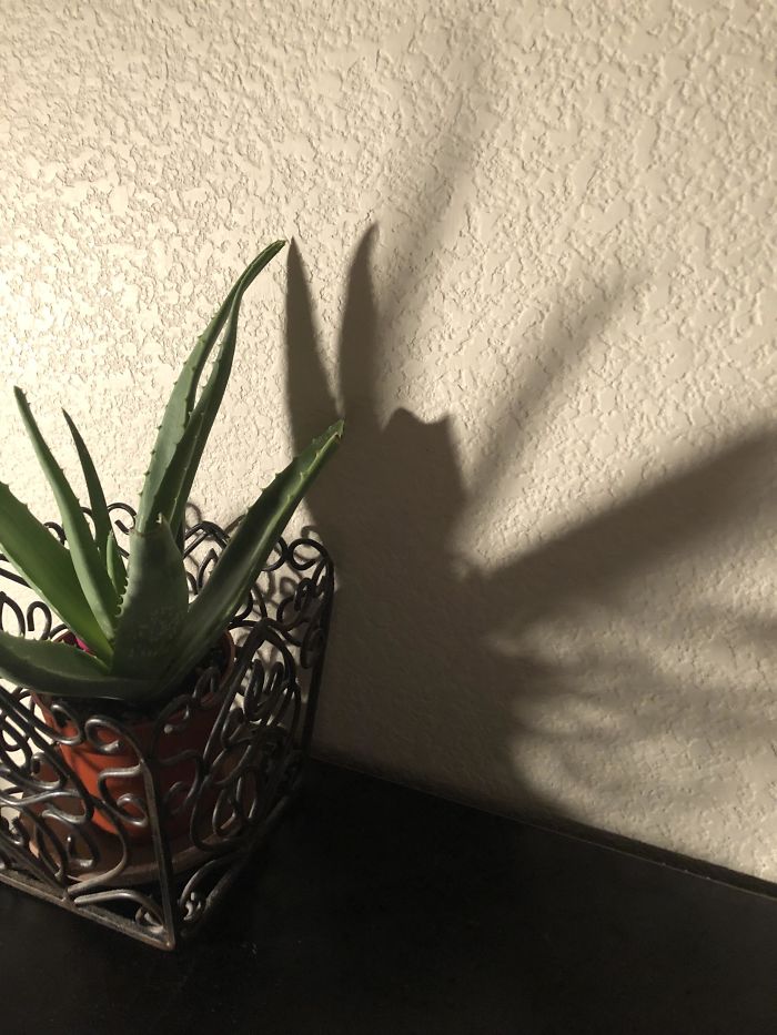 My Aloe Plant’s Shadow Is Throwing Up A Peace-Sign