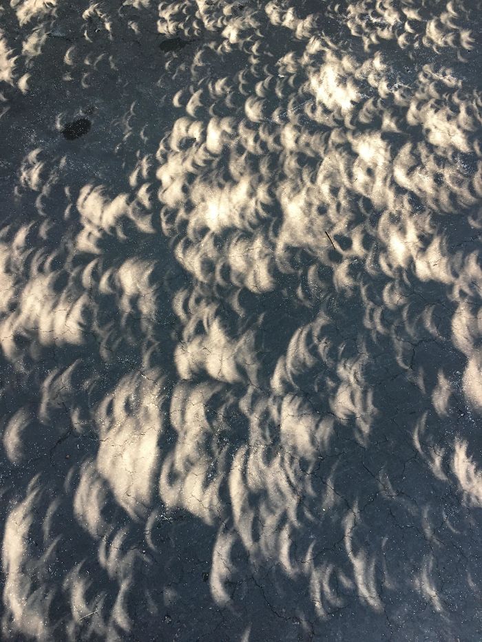 Aspen Shadows During Solar Eclipse