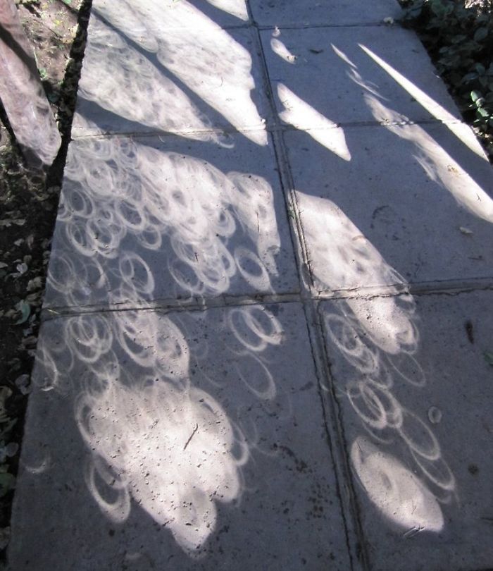 Shadow Of A Tree During An Eclipse