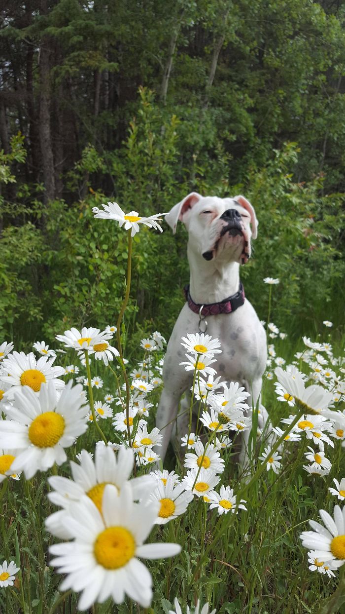 I Took A Picture Of My Boxer Enjoying A Ditch Full Of Daisies
