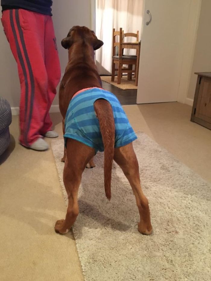 To Stop Louis Licking His Stitches, We Had To Improvise And Put Some Boxers On Him! A Boxer In Boxers