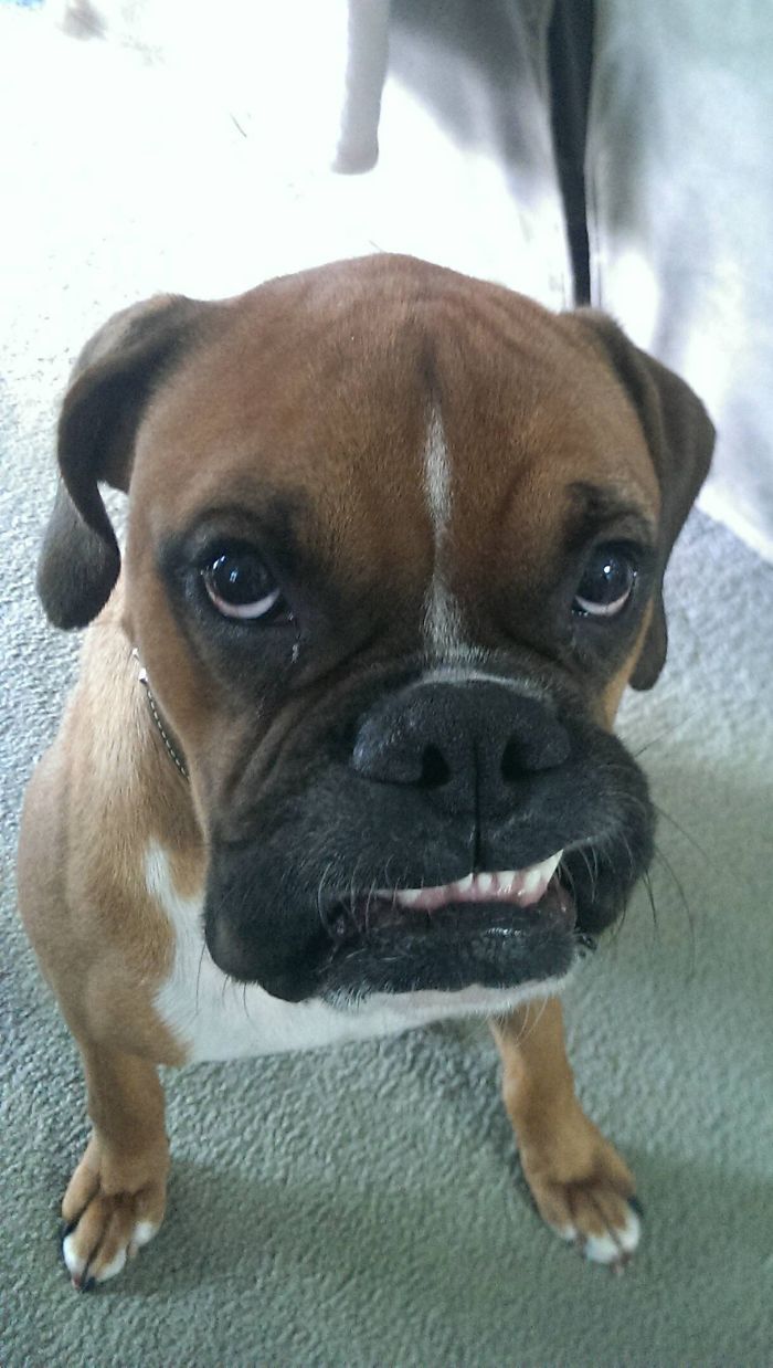 This Is My Boxer Titus' Attempt At A Smile