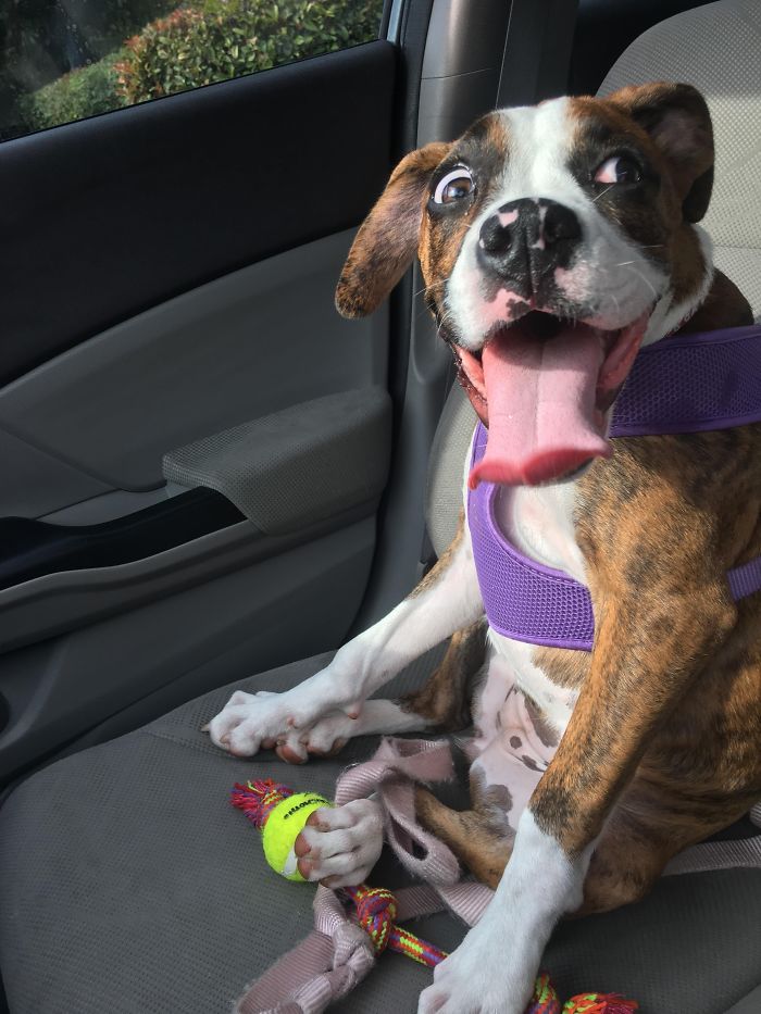 This Is My Boxer Puppy Daisy After Asking If She Wants To Go To The Dog Park