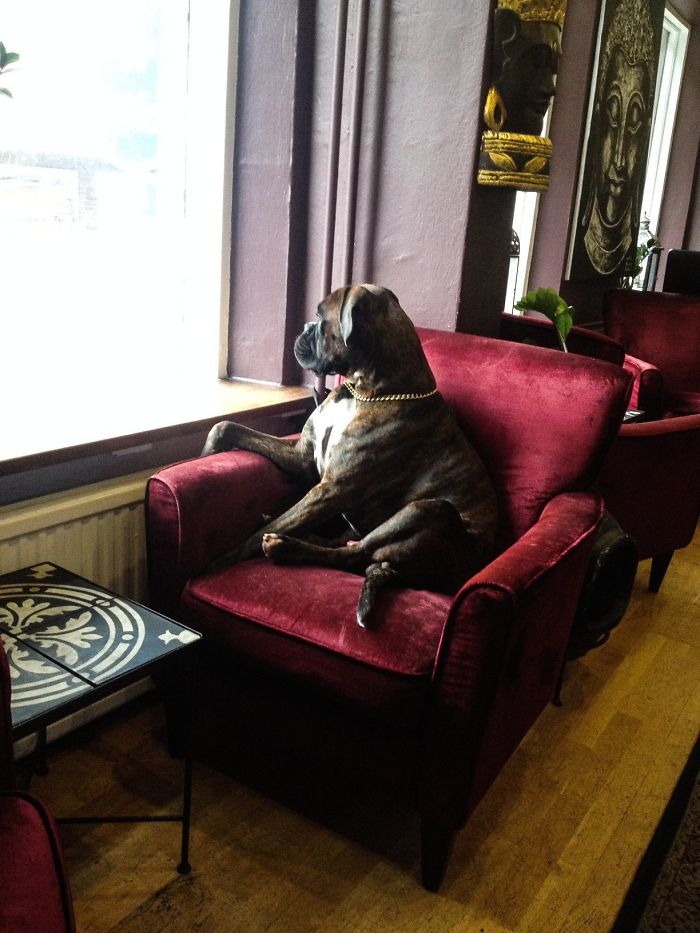 Cute Boxer Watching Through Window I Found In A Coffee Shop The Other Day