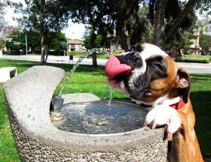 Thirsty Boxer