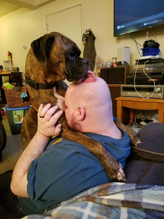 Our New Boxer Must Think I Has Good Flavor