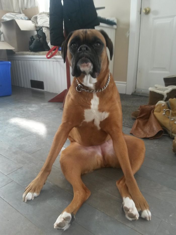 This Is How My Mom's Boxer Sits