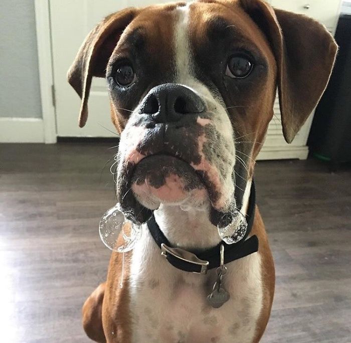 Oakley! My Brother's Boxer Pup