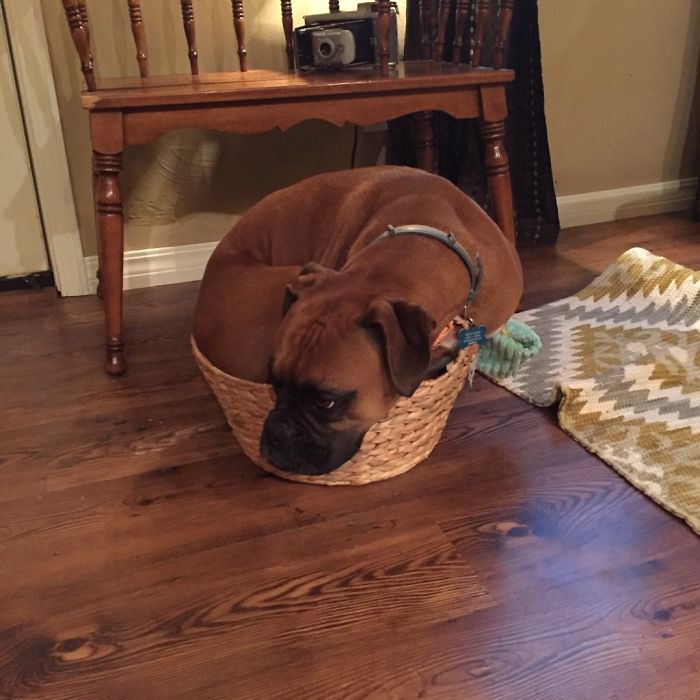 Molly's New Thing Is To Lay In Her Toy Basket