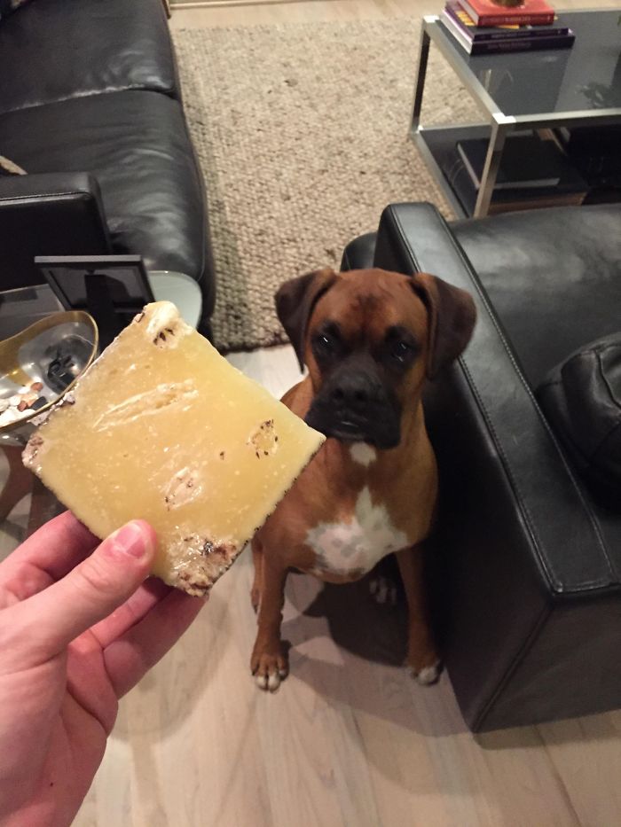On Friday Night A Block Of Cheese Went Missing From A Dinner Party We Were Throwing. On Saturday, Our Two Year Old Boxer Very Stealthily Brought This In From The Back Yard