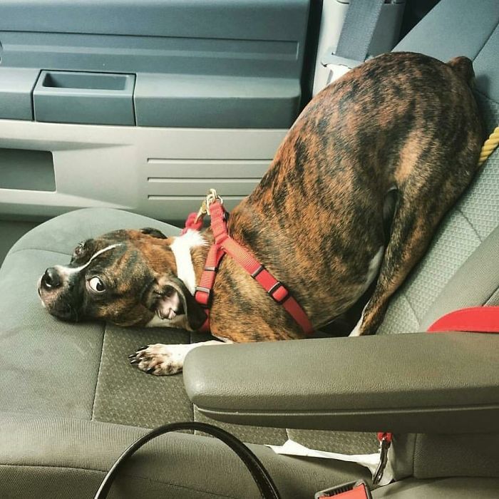 Bubba Doesn't Know What To Do In A Car When His Bed Isn't There