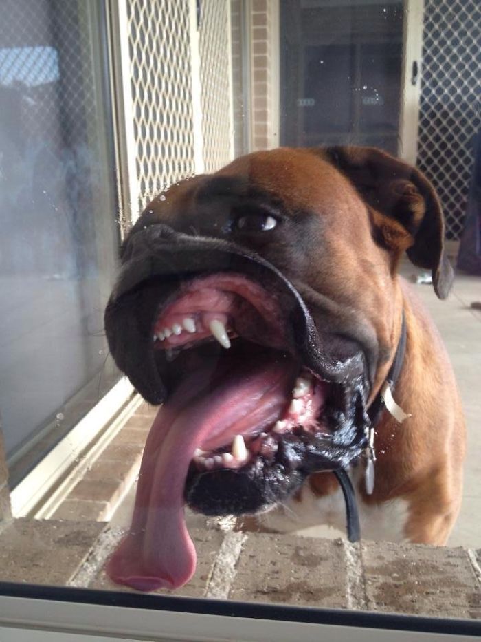 Boxers, Supposedly A Smart Breed