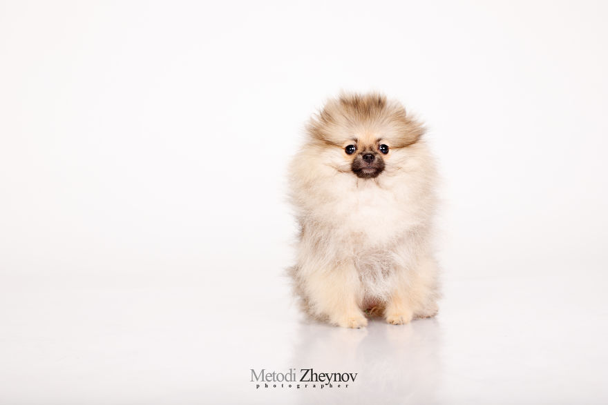 photographed small dog helena 