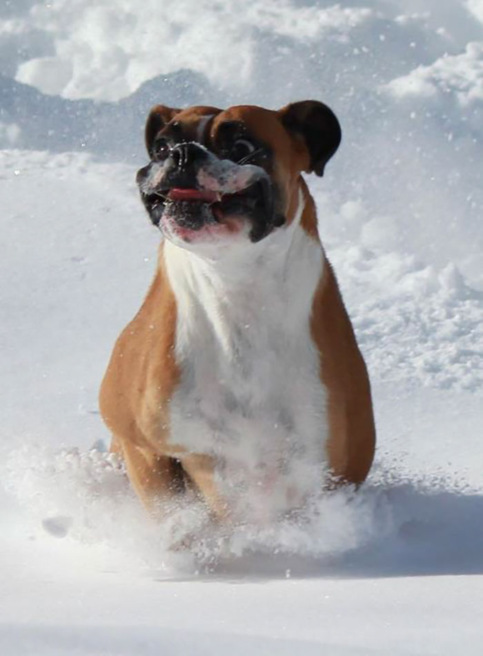 My Brother's Boxer Bounding Through Some Winter Snow