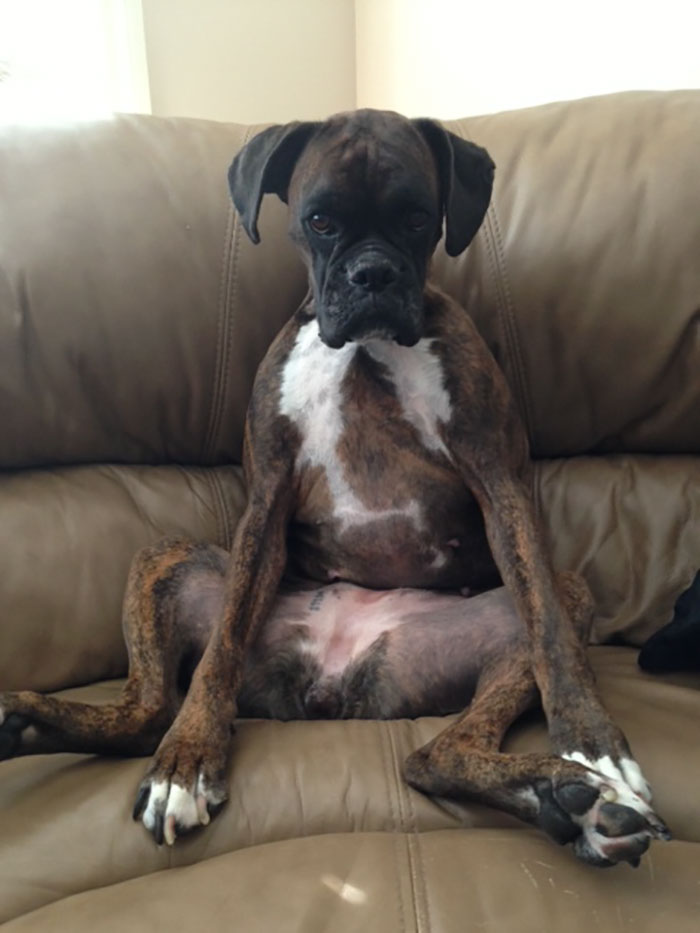 Our Boxer Is Quite The Classy Lady