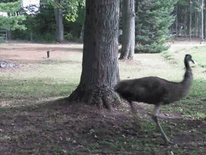 Emu Chasing A Boxer