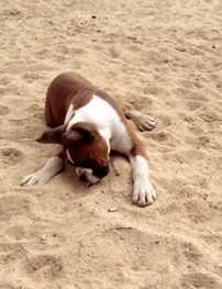 Boxer Puppy Reaction To A Lime