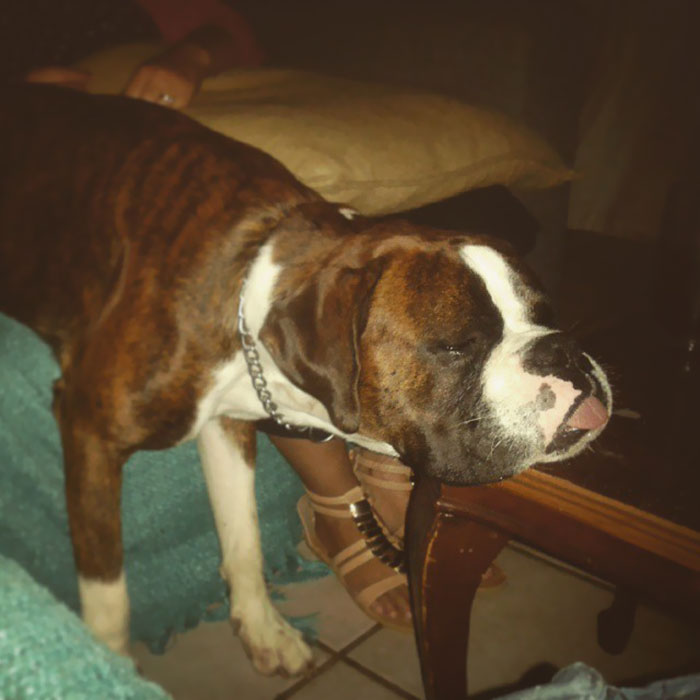 Yes, He Is Sleeping Like This. I Know All Boxers Are Funny But, Kevin Takes The Cake