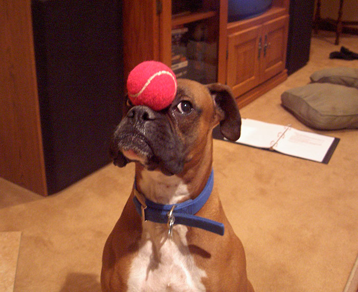 If You Need A Laugh – Get A Boxer