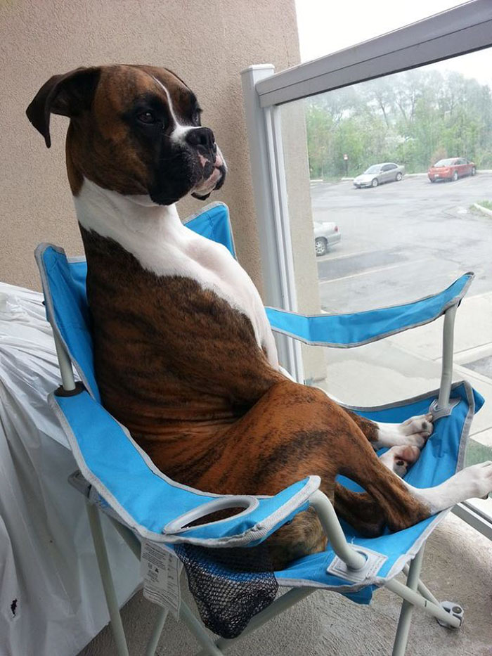 Yup, That's How Boxers Often Sit. Our Boxer Thinks He's A Real Boy!