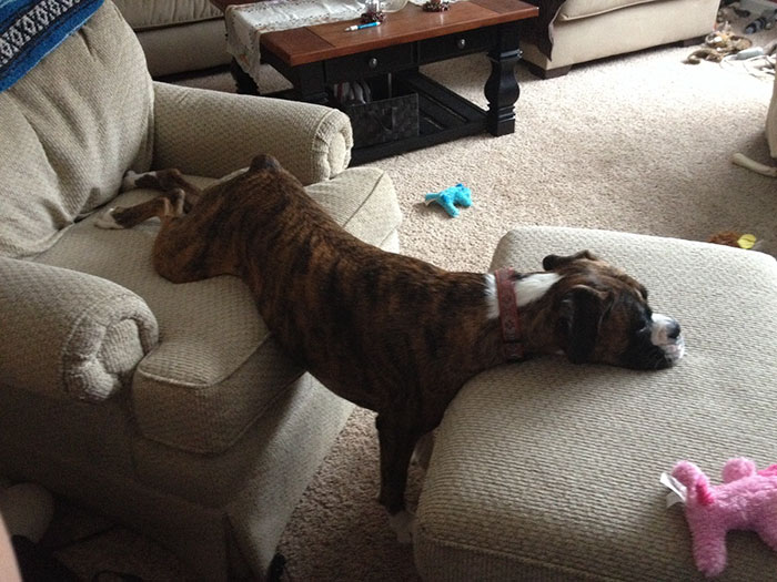 Boxer's Definition Of Comfortable