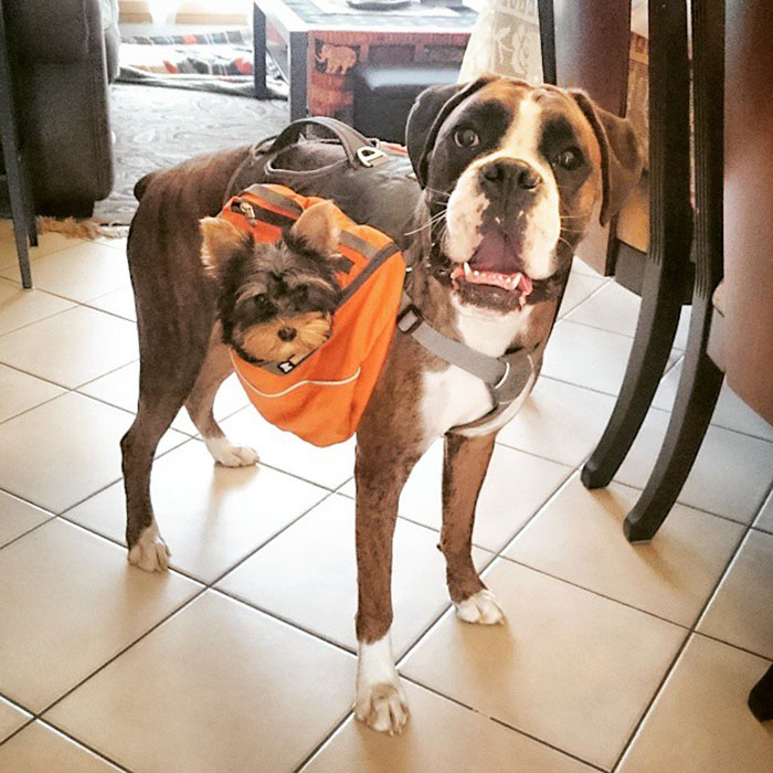 My Friend's Boxer Loki Wanted To Take My Yorkie Puppy Lucy For A Walk