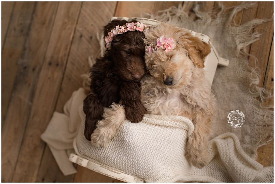  puppy newborn pictures dressed dogs 