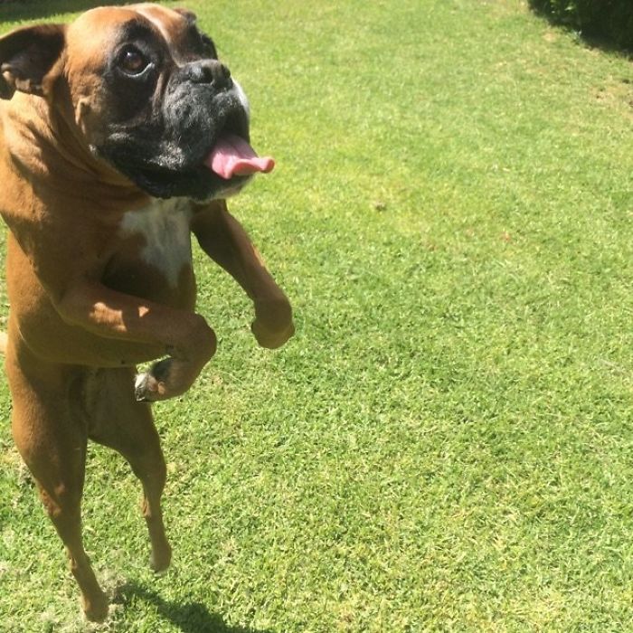 Boxer Dog Trying To Fly