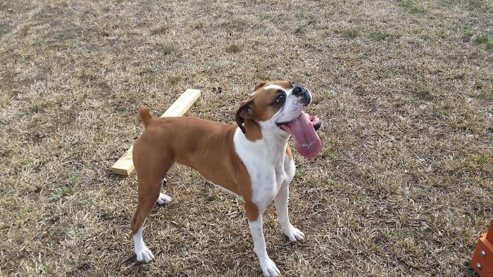 Runt Boxer With Normal Sized Tongue
