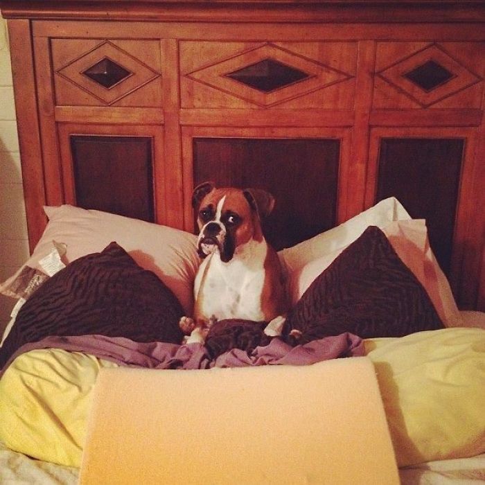 My Boxer Isn't Normally Allowed In My Bed. I Came Home To This