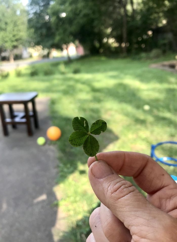 When I Was 6 Years Old, My Dad Told Me He Would Give Me Five Dollars If I Found A Four Leaf Clover. I Spent Countless Hours Looking For One In My Yard. Today I Was Watering My New Trees And Saw This. My Dad Is No Longer With Us But I Yelled At The Top Of My Lungs: “Dad, You Owe Me $5!