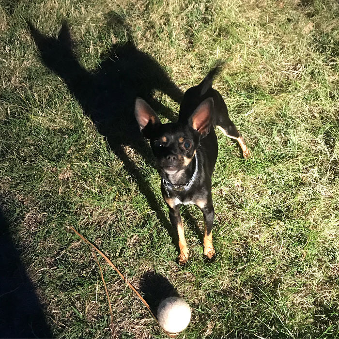 Late Game Of Fetch With Jose. Why Does His Shadow Look Like A Cat?